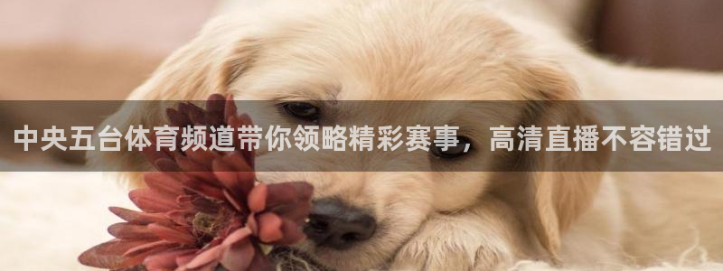 中央五台体育频道带你领略精彩赛事，高清直播不容错过