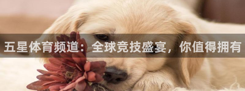 五星体育频道：全球竞技盛宴，你值得拥有